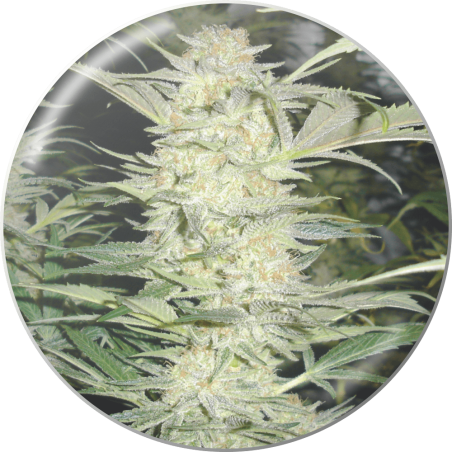 WHITE WIDOW  FEM