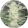 WHITE WIDOW  FEM