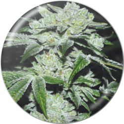 SOUR GLUE  FEM