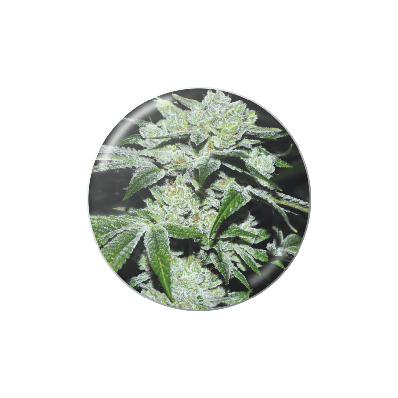 SOUR GLUE  FEM