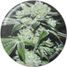SOUR GLUE  FEM