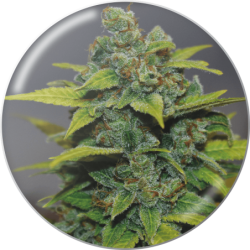BANANA ZKITTLEZ  FEM