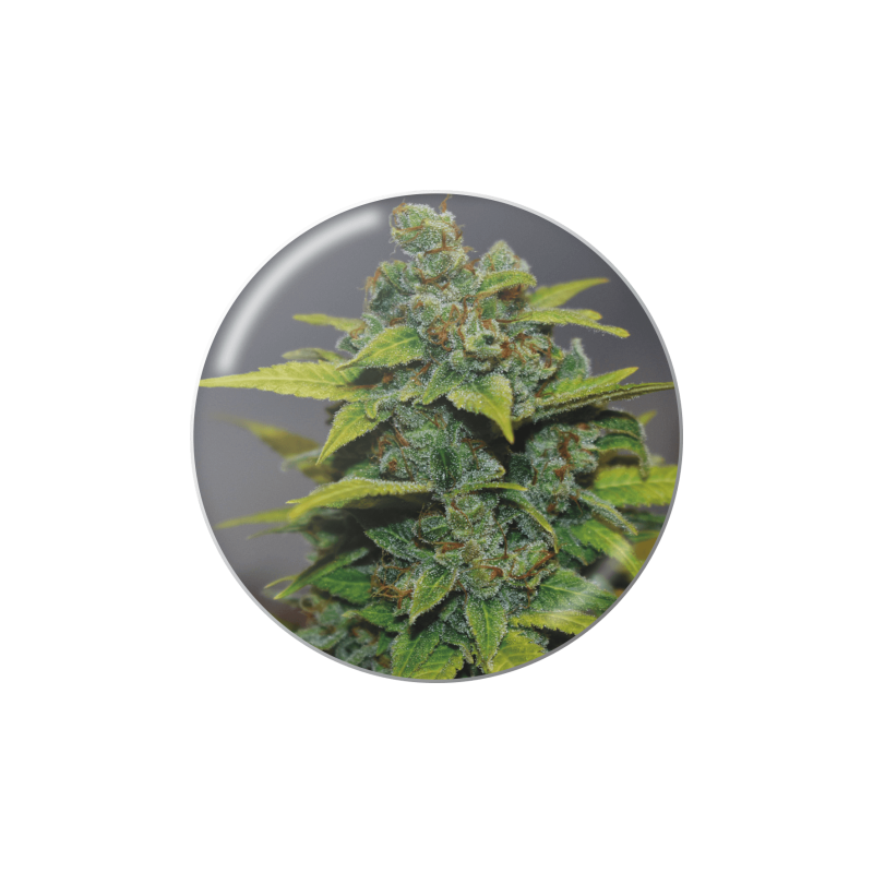 BANANA ZKITTLEZ  FEM