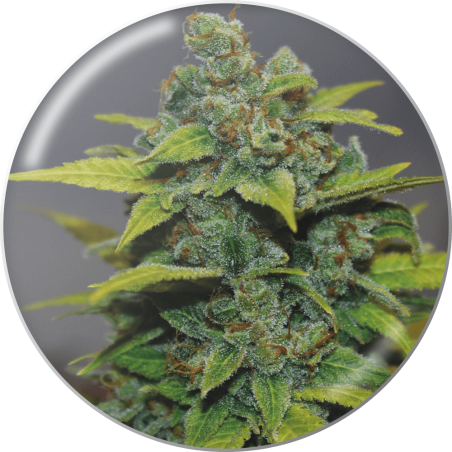 BANANA ZKITTLEZ  FEM