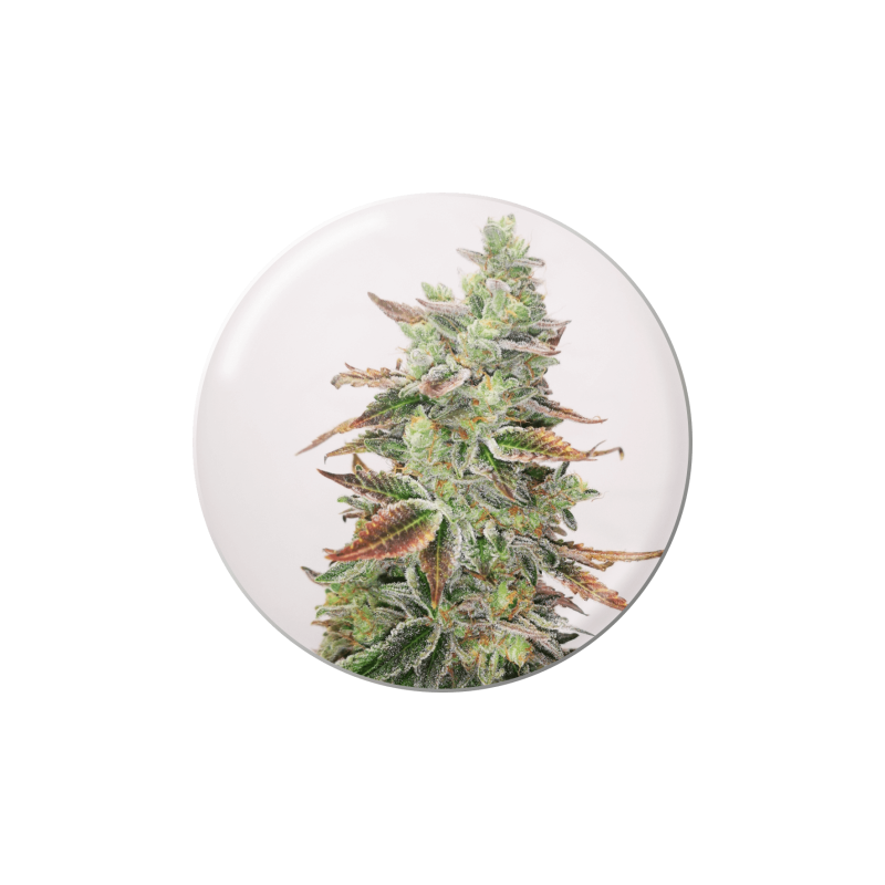 BANANA PURP  FEM