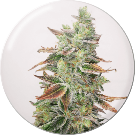 BANANA PURP  FEM