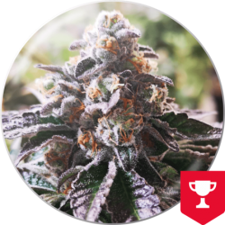 COOKIES PURPLE PUNCH  FEM