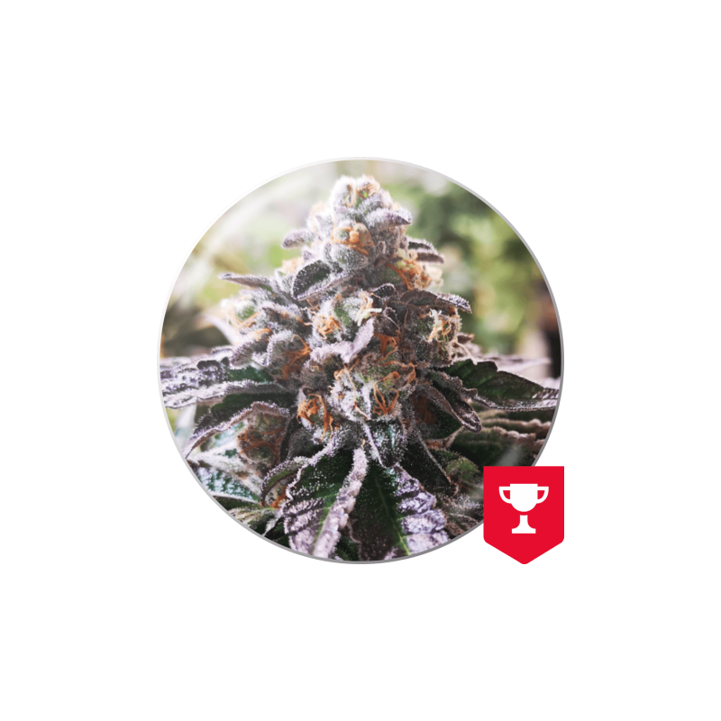 COOKIES PURPLE PUNCH  FEM