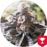 COOKIES PURPLE PUNCH  FEM