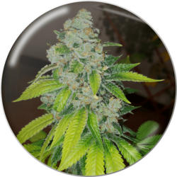 ZKITTLEZ  FEM