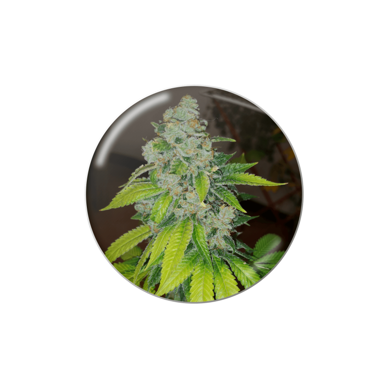 ZKITTLEZ  FEM
