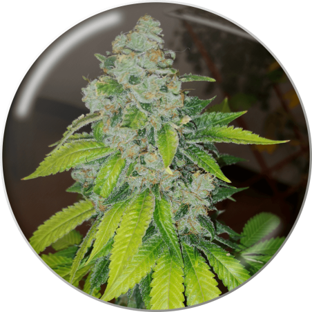 ZKITTLEZ  FEM