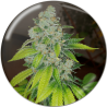 ZKITTLEZ  FEM