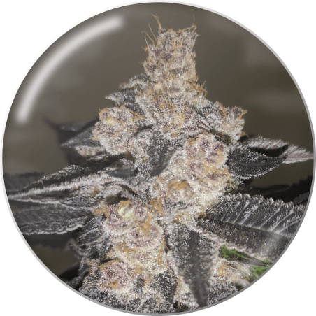 GELATO 242  FEM