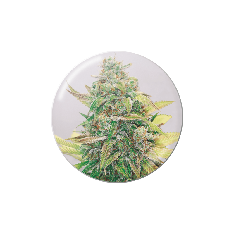 STRAWBERRY CAKE CBD  FEM