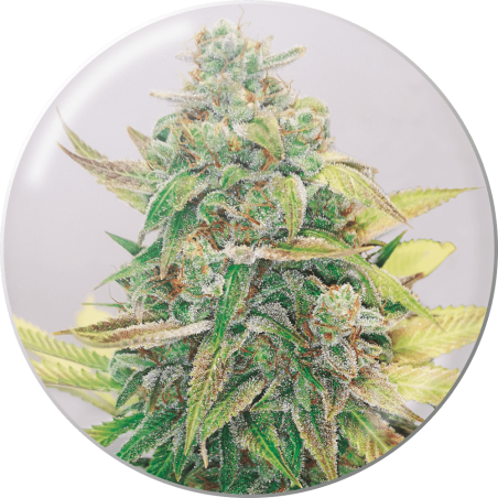STRAWBERRY CAKE CBD  FEM