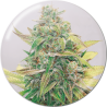 STRAWBERRY CAKE CBD  FEM