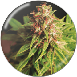 RED CROSS CBD  FEM