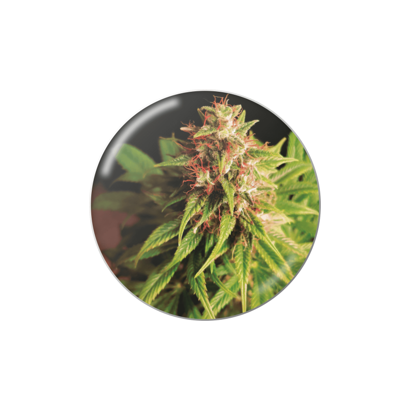 RED CROSS CBD  FEM