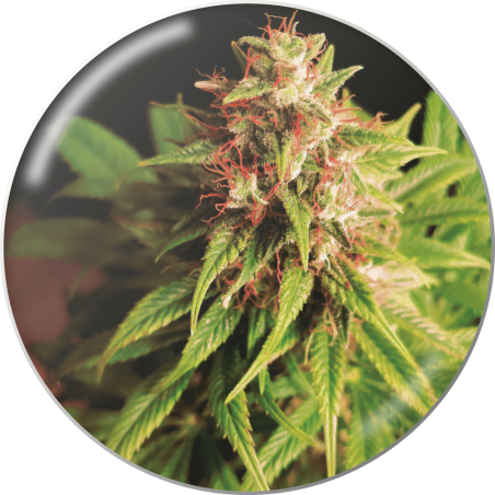 RED CROSS CBD  FEM