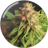 RED CROSS CBD  FEM