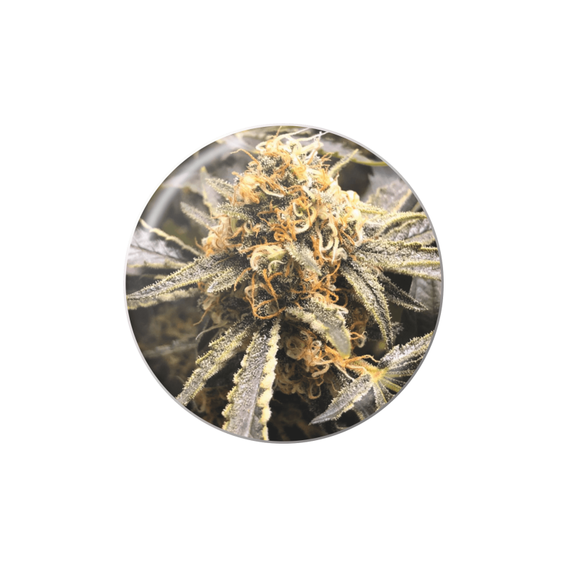 RECOVERY CBD  FEM