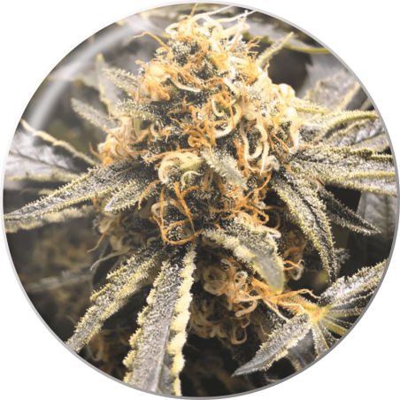 RECOVERY CBD  FEM