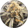 RECOVERY CBD  FEM