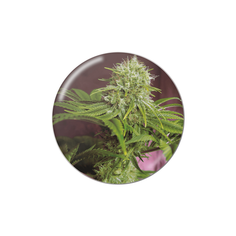 ELIXIR VITAE CBD  FEM