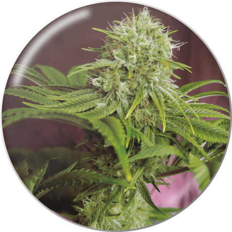 ELIXIR VITAE CBD  FEM