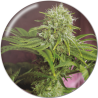 ELIXIR VITAE CBD  FEM