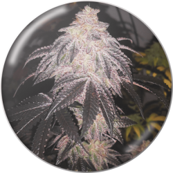 COOKIES SHERBERT...