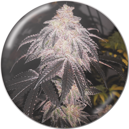 COOKIES SHERBERT (AUTOFLORACIÓN)