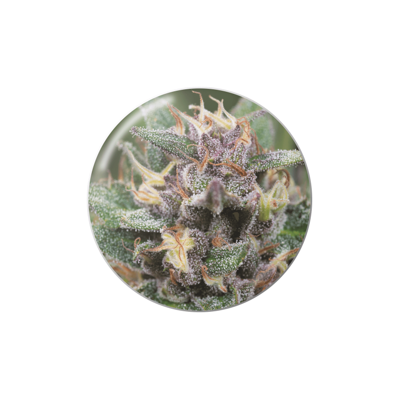 BLUEHELL (AUTOFLORACIÓN)