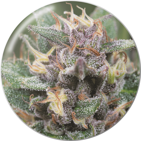 BLUEHELL (AUTOFLORACIÓN)