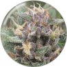 BLUEHELL (AUTOFLORACIÓN)