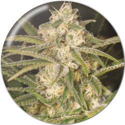NO NAME (AUTOFLORACIÓN)