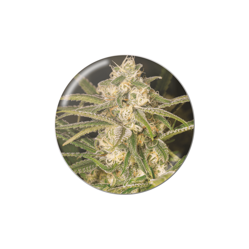 NO NAME (AUTOFLORACIÓN)