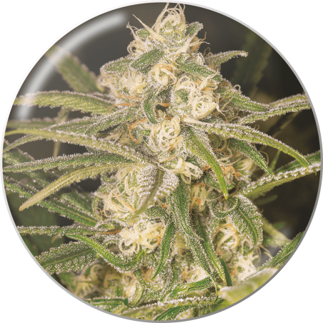 NO NAME (AUTOFLORACIÓN)