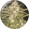 NO NAME (AUTOFLORACIÓN)