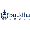 buddha seeds